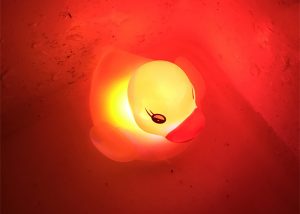 IMG 3952