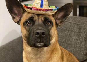 Pet Mini Sombrero Hats