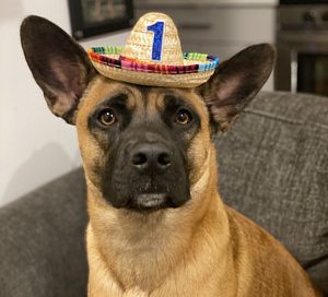 Pet Mini Sombrero Hats